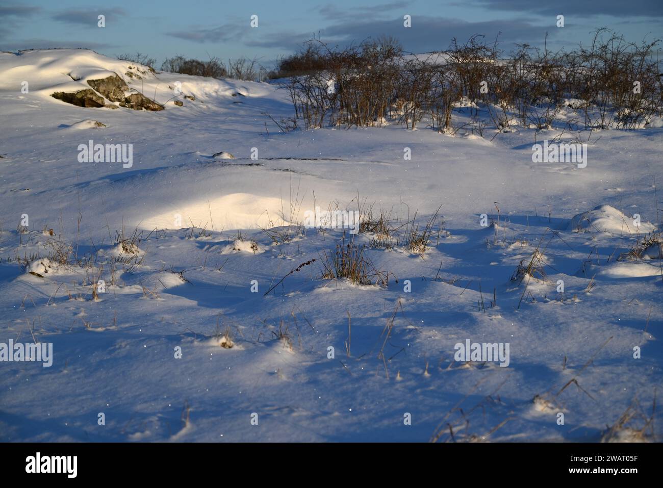 Field with tufts of grass covered in snow, a sunny winter day. Stock Photo
