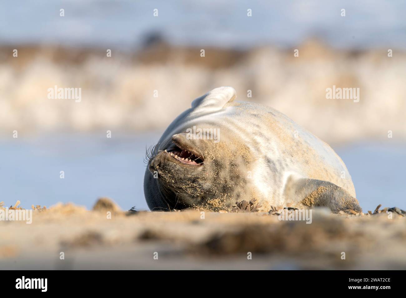 Cute baby elephant seals hires stock photography and images Alamy