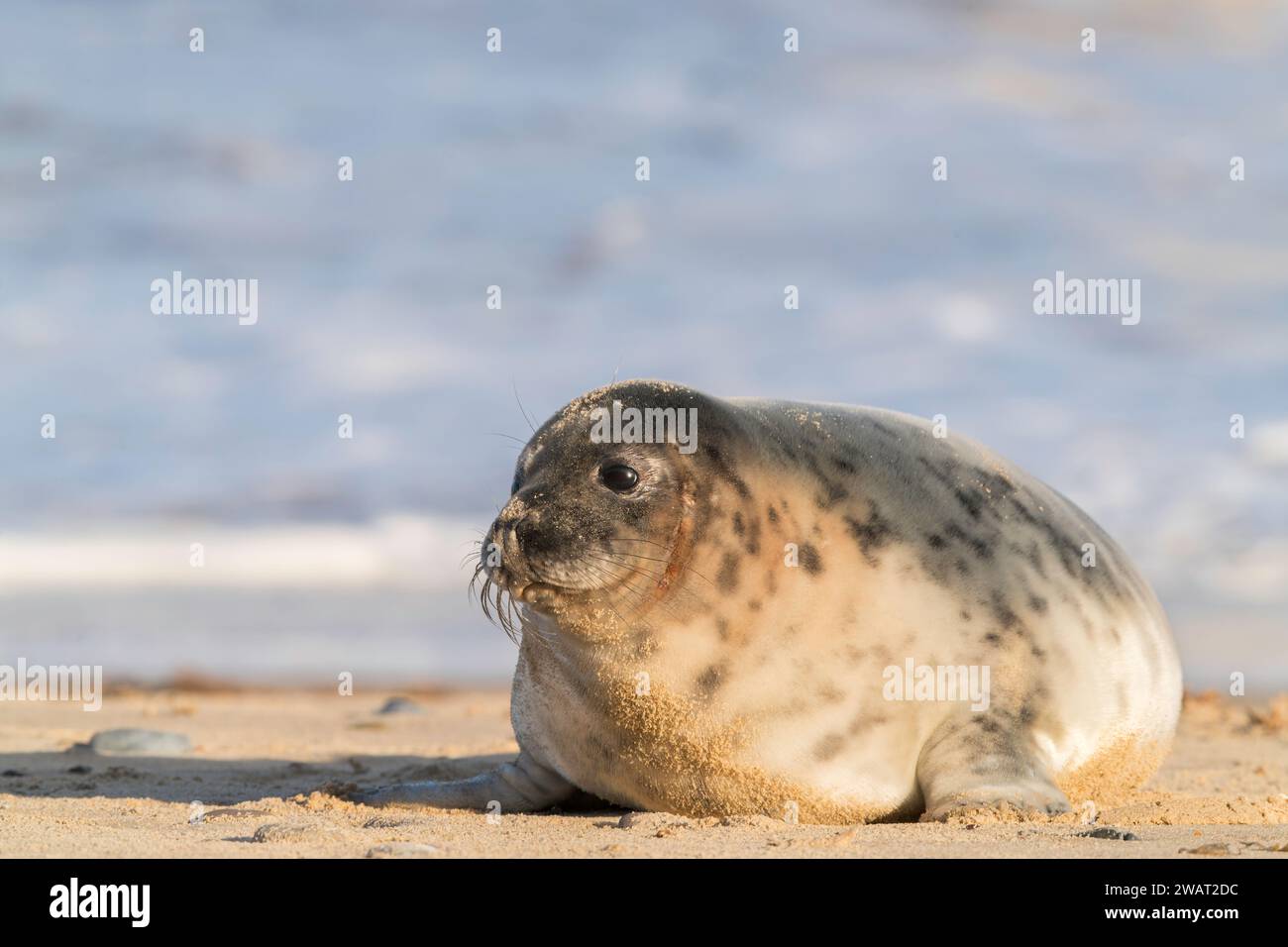grey seal or gray seal, Halichoerus grypus, single young pup baby seal