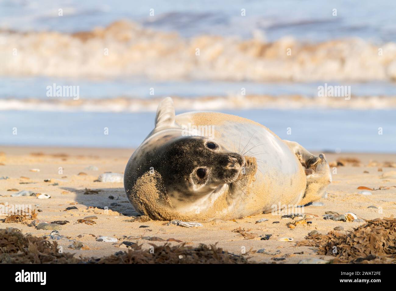 grey seal or gray seal, Halichoerus grypus, single young pup baby seal