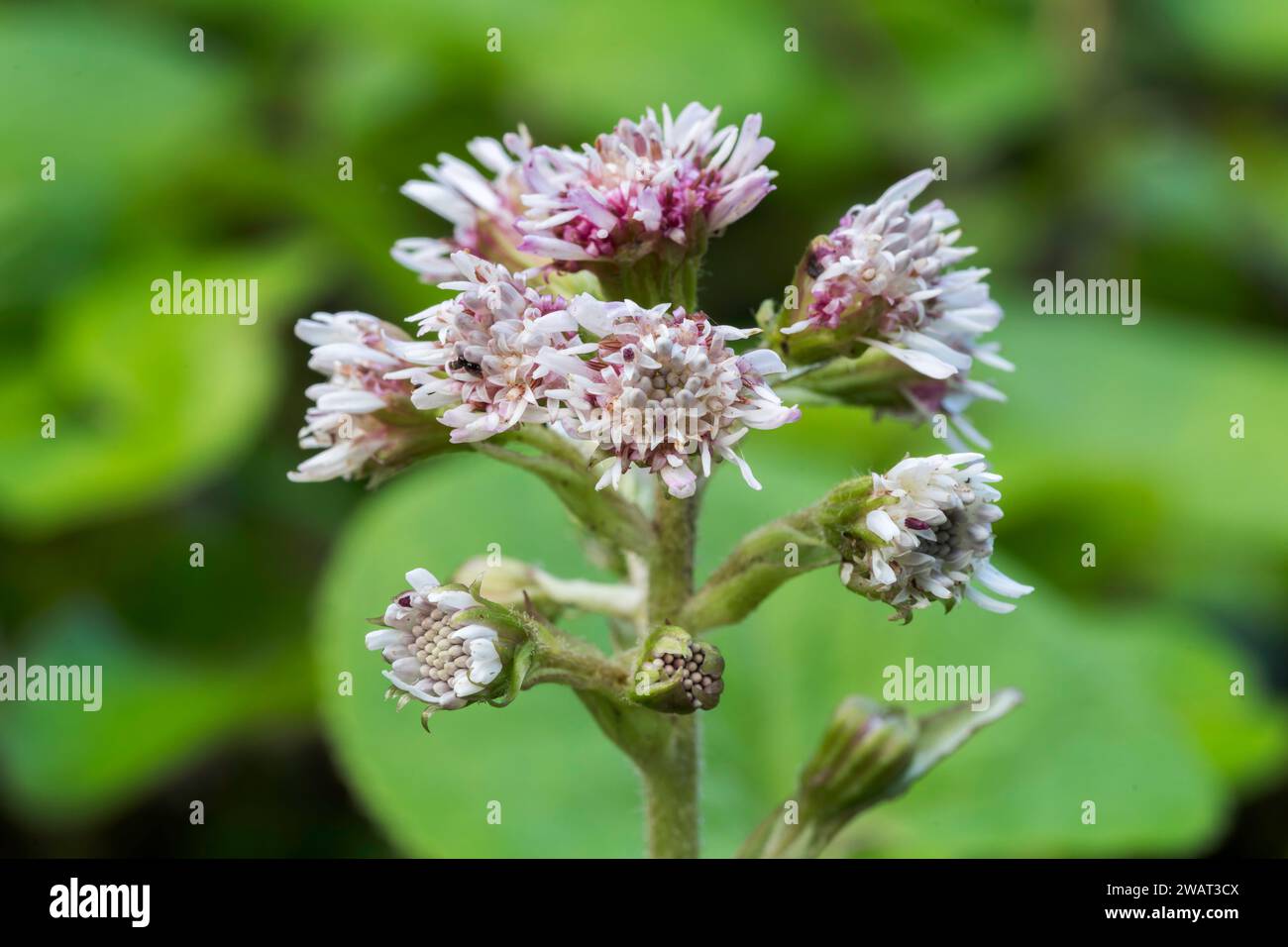 winter heliotrope, Petasites fragrans, in flower, Norfolk, United Kingdom Stock Photo