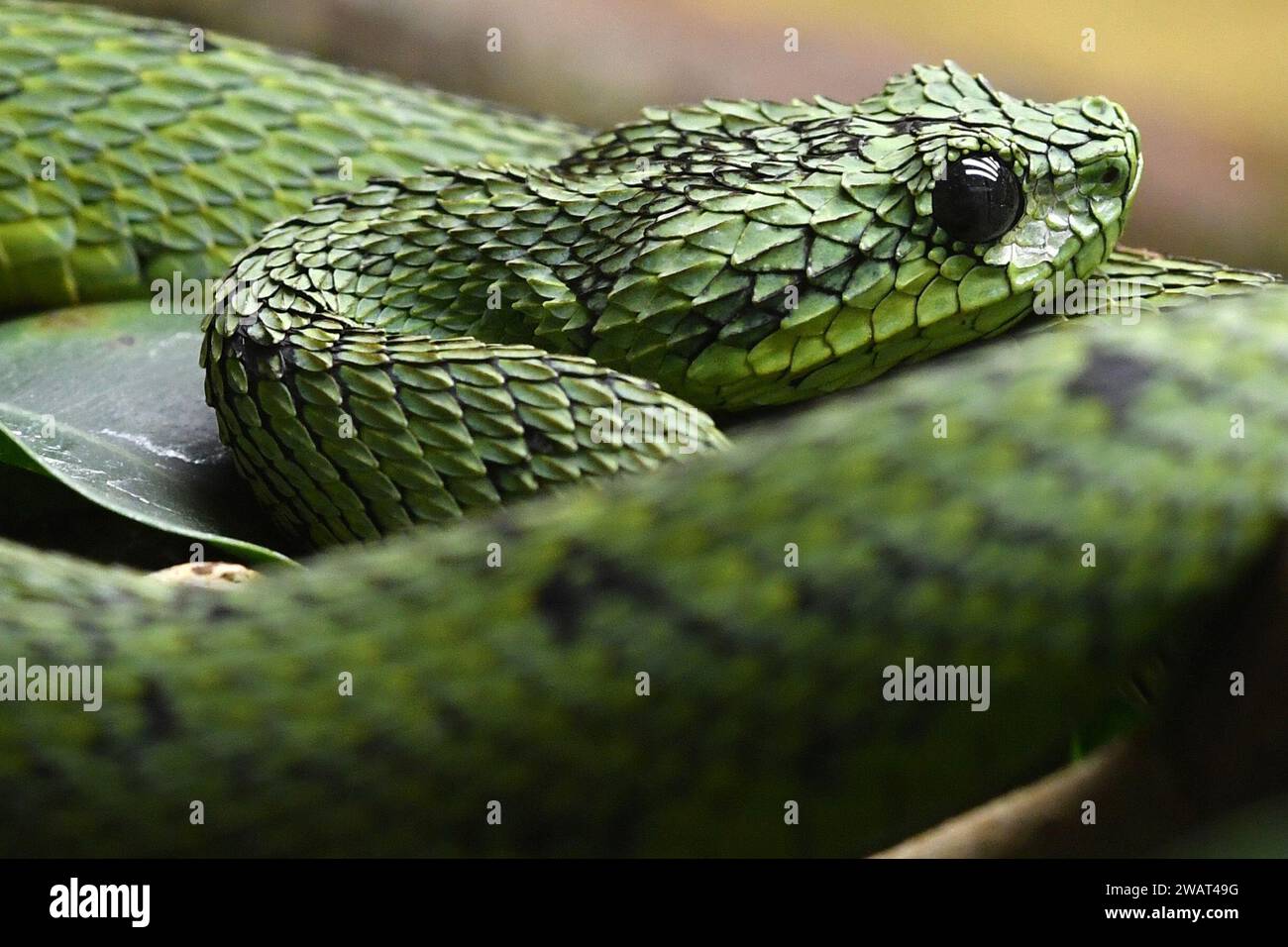 January 6, 2024, Dvur Kralove nad Labem, Czech Republic: The African Bush Viper (Atheris nitschei) venomous snake is displayed at Safari Park Dvur Kralove nad Labem in the Czech Republic. (Credit Image: © Slavek Ruta/ZUMA Press Wire) EDITORIAL USAGE ONLY! Not for Commercial USAGE! Stock Photo