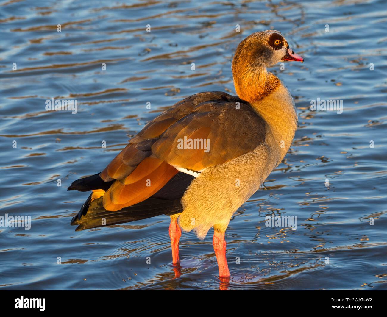 Egyptian Goose, (Alopochen aegyptiaca), on flooded land, Christchurch Meadows, Caversham, Reading, Berkshire, England, UK, GB. Stock Photo