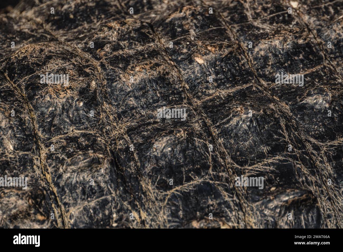 Rough texture on animal hi-res stock photography and images - Alamy