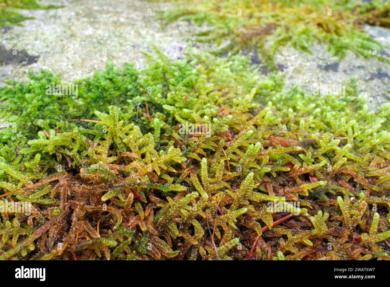 Hypnum cupressiforme is a moss found on all continents except Antarctica in a variety of habitats. It can be found on tree trunks, logs, walls, rocks. Stock Photo