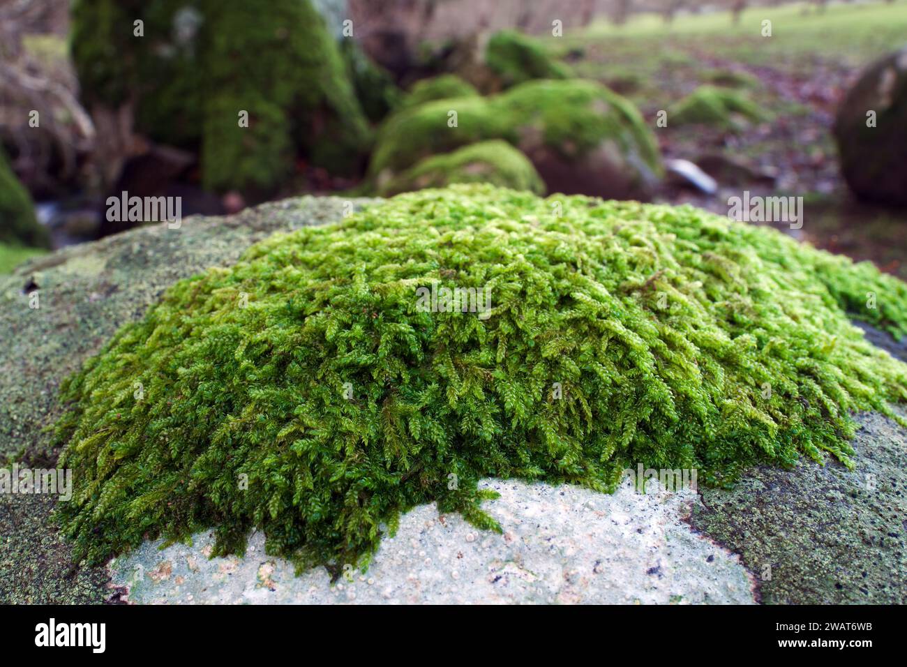 Hypnum cupressiforme is a moss found on all continents except Antarctica in a variety of habitats. It can be found on tree trunks, logs, walls, rocks. Stock Photo