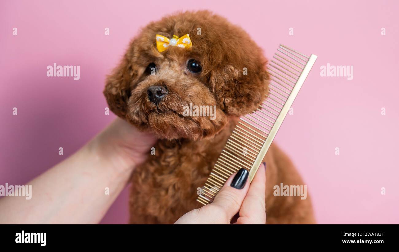 Teacup top poodle prijs