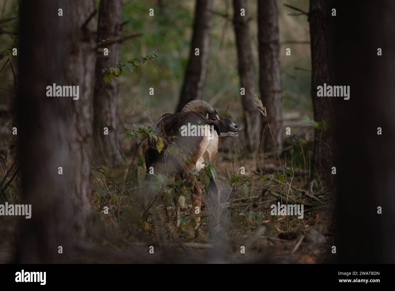 Mouflon during rutting time. Herd of mouflons in the forest. Brown sheep with bent horns. Stock Photo