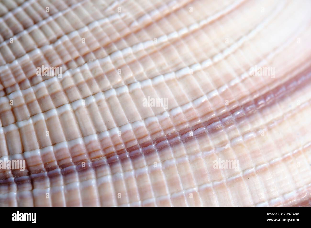 Seashell texture hi-res stock photography and images - Alamy