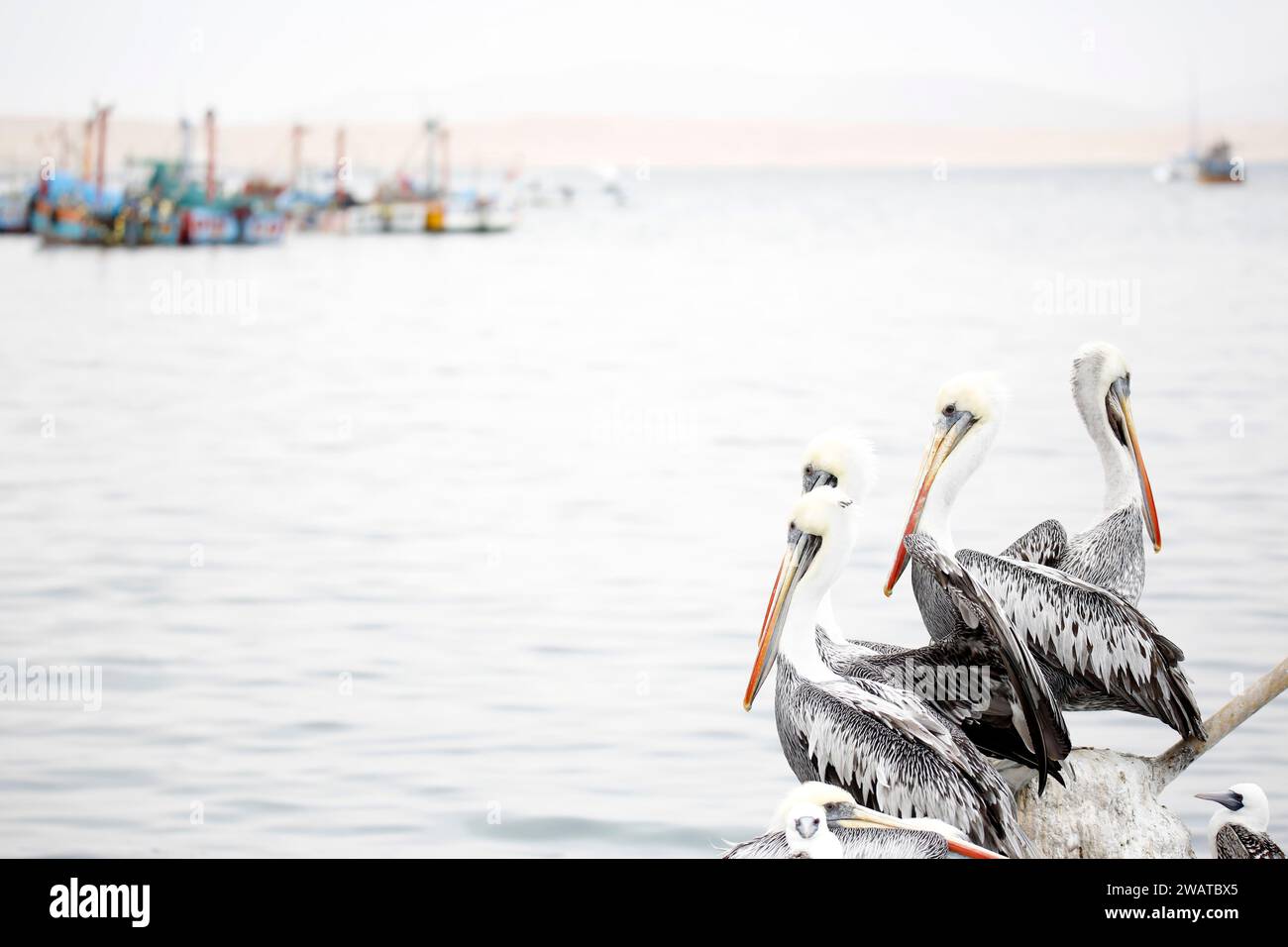 Peruvian Pelicans, pelicans, Pelecanus thagus, pelican Paracas, pelican Peru, birds Peru, birds Ballestas, birds, wildlife, big birds, large bird, wat Stock Photo