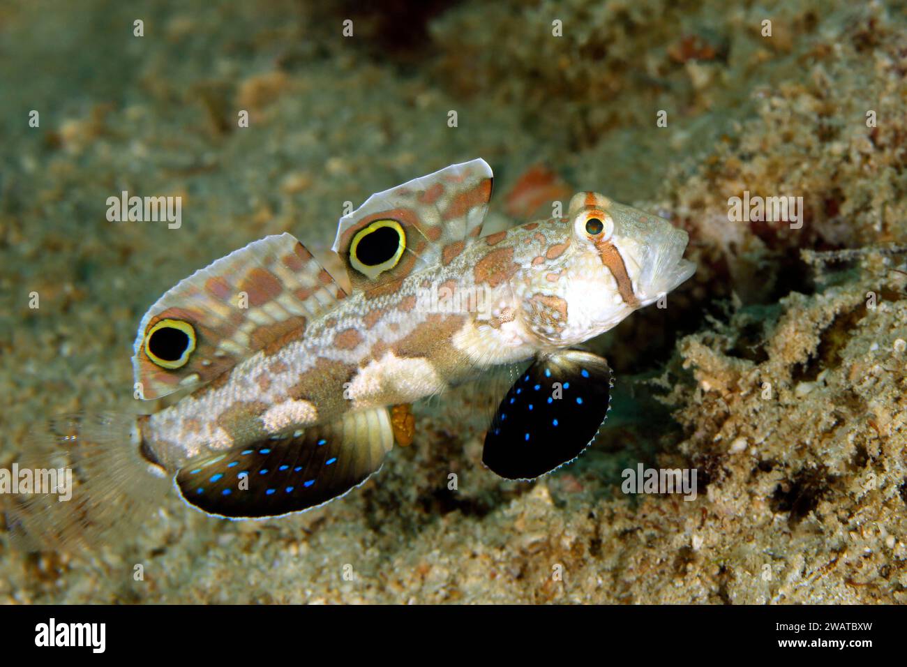 Twin-spot Goby (Signigobius biocellatus, aka Crab-eyed Goby). Triton Bay, West Papua, Indonesia Stock Photo