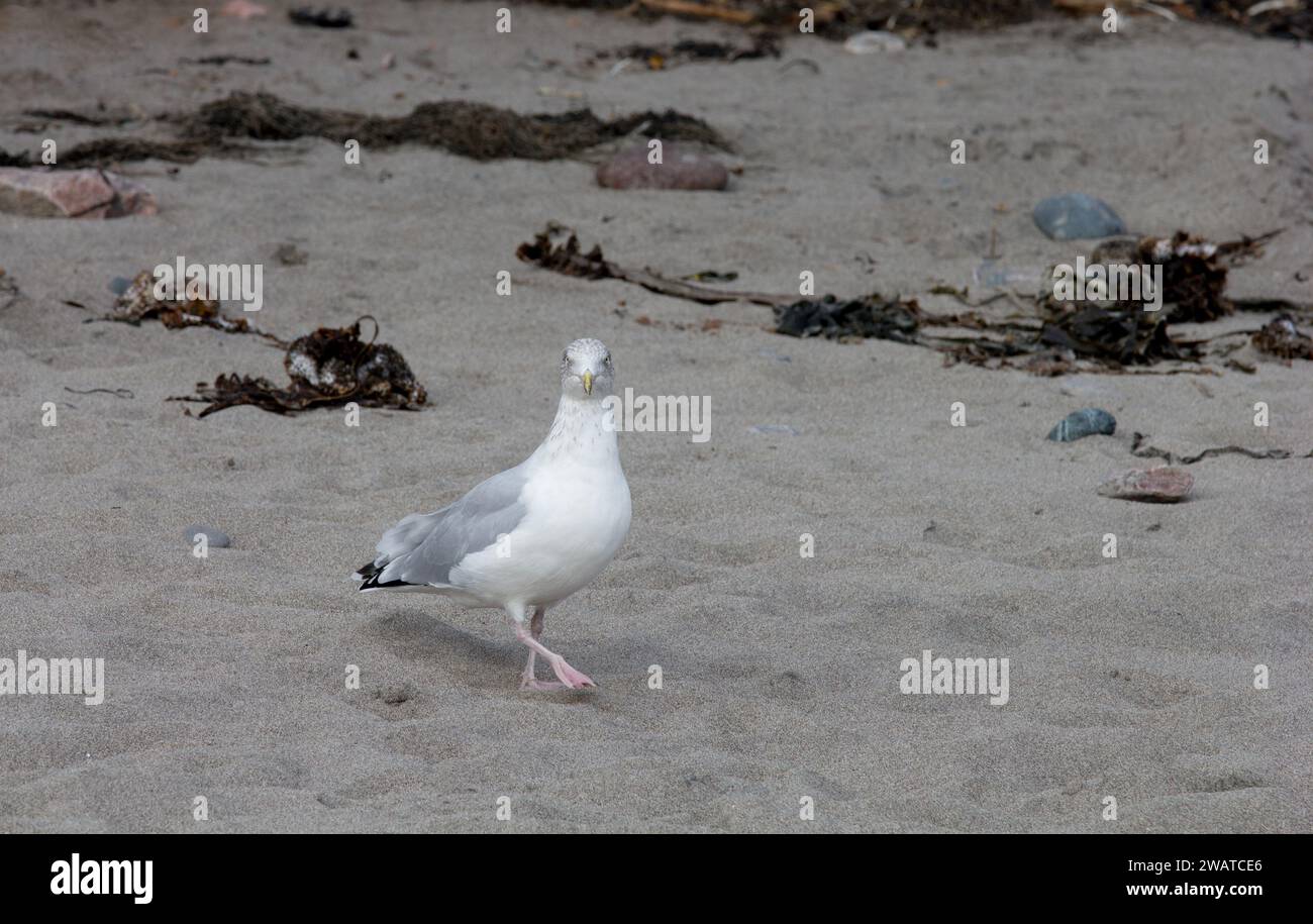 Belligerent looking gul at Kennack Sands, Cornwall.  Are you looking at me? Stock Photo