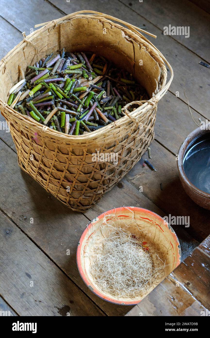 Cut flower stems used in making lotus flower fabric or silk in Myanmar