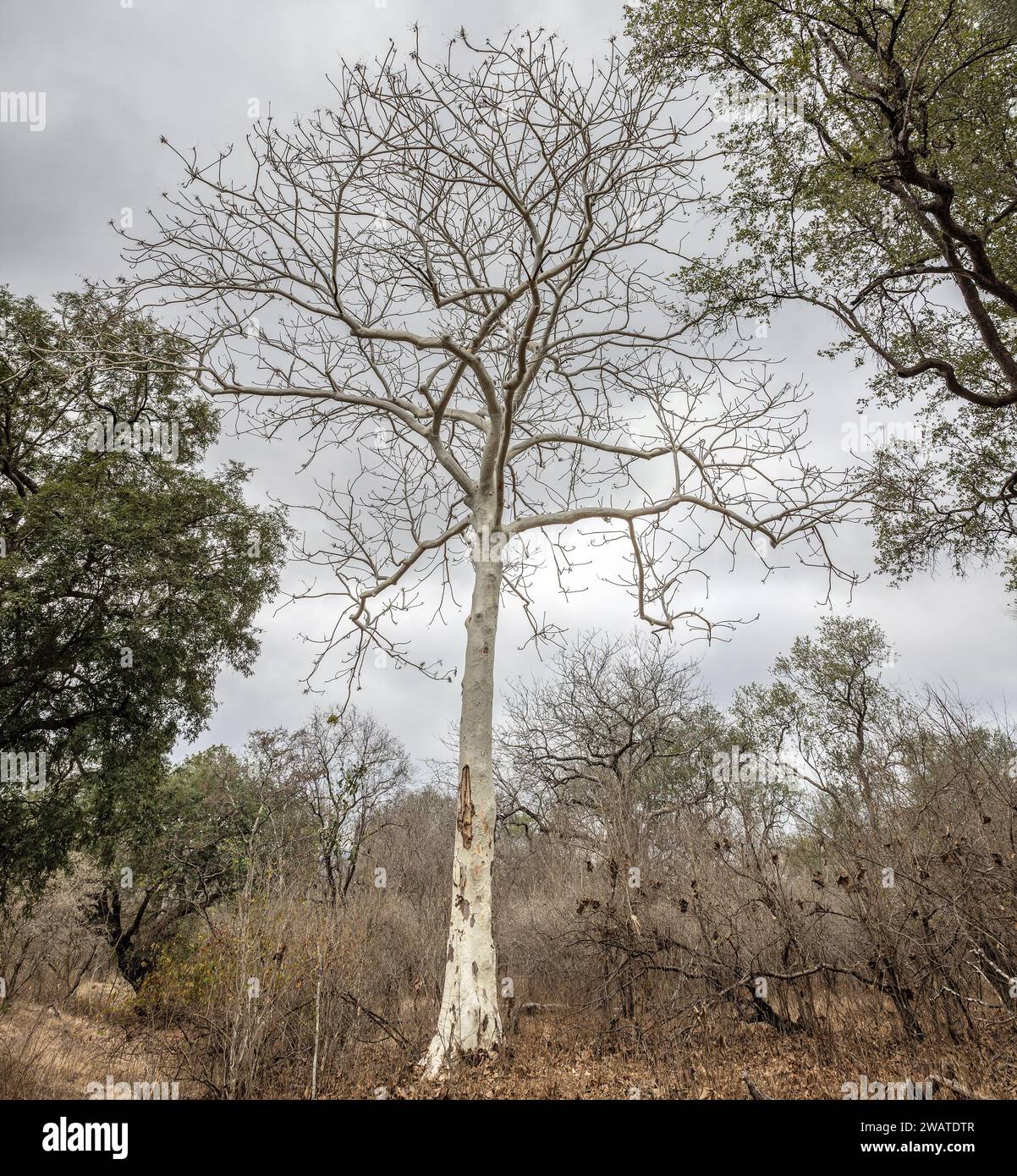 Large-leaved star-chestnut tree, Sterculia quinqueloba, Majete Wildlife Reserve, Malawi Stock Photo