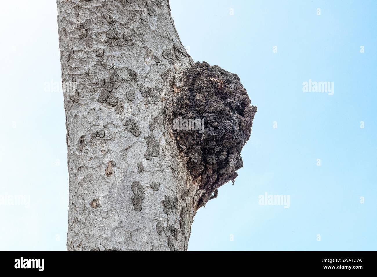Gall on large-leaved star-chestnut tree, Sterculia quinqueloba, Majete Wildlife Reserve, Malawi Stock Photo