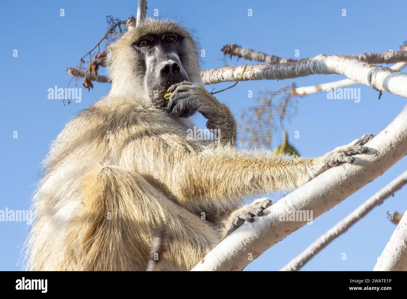 Adult male, Yellow Baboon, eating fruit of the large-leaved star-chestnut tree, Sterculia quinqueloba, Majete Wildlife Reserve, Malawi. Due to the whi Stock Photo