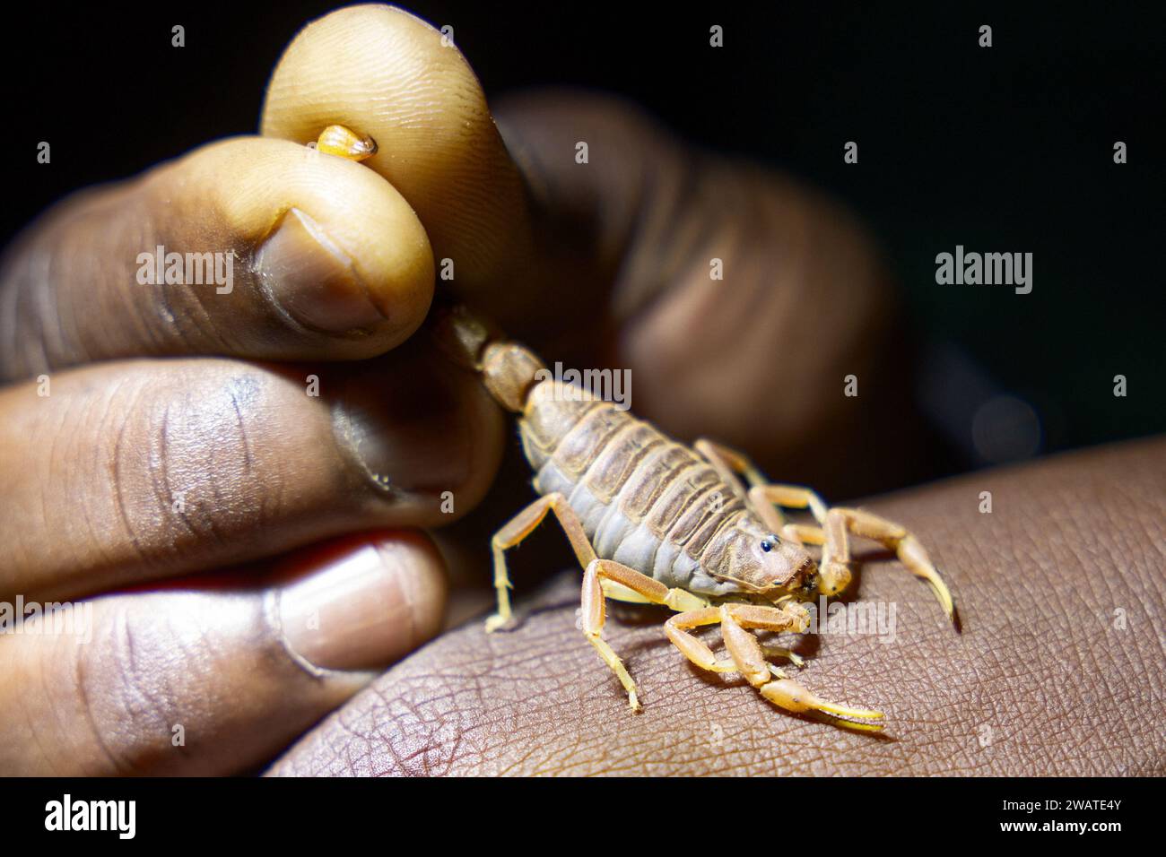 Thick-tailed Scorpion, Parabuthus capensis, very potent, neurotoxic venom, Majete Wildlife Reserve, Malawi Stock Photo