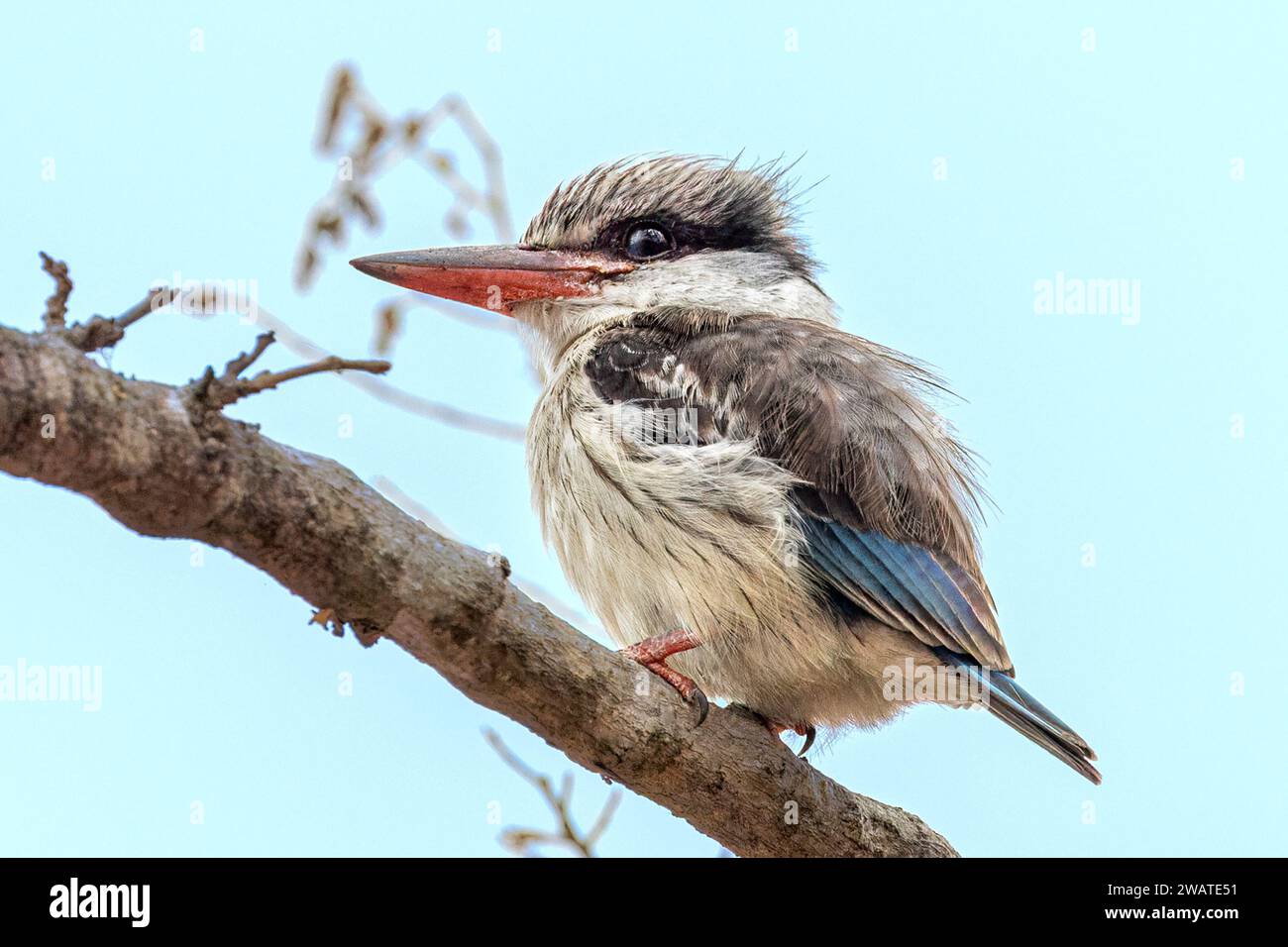 Striped Kingfisher, insect not fish eater, Majete Wildlife Reserve, Malawi Stock Photo