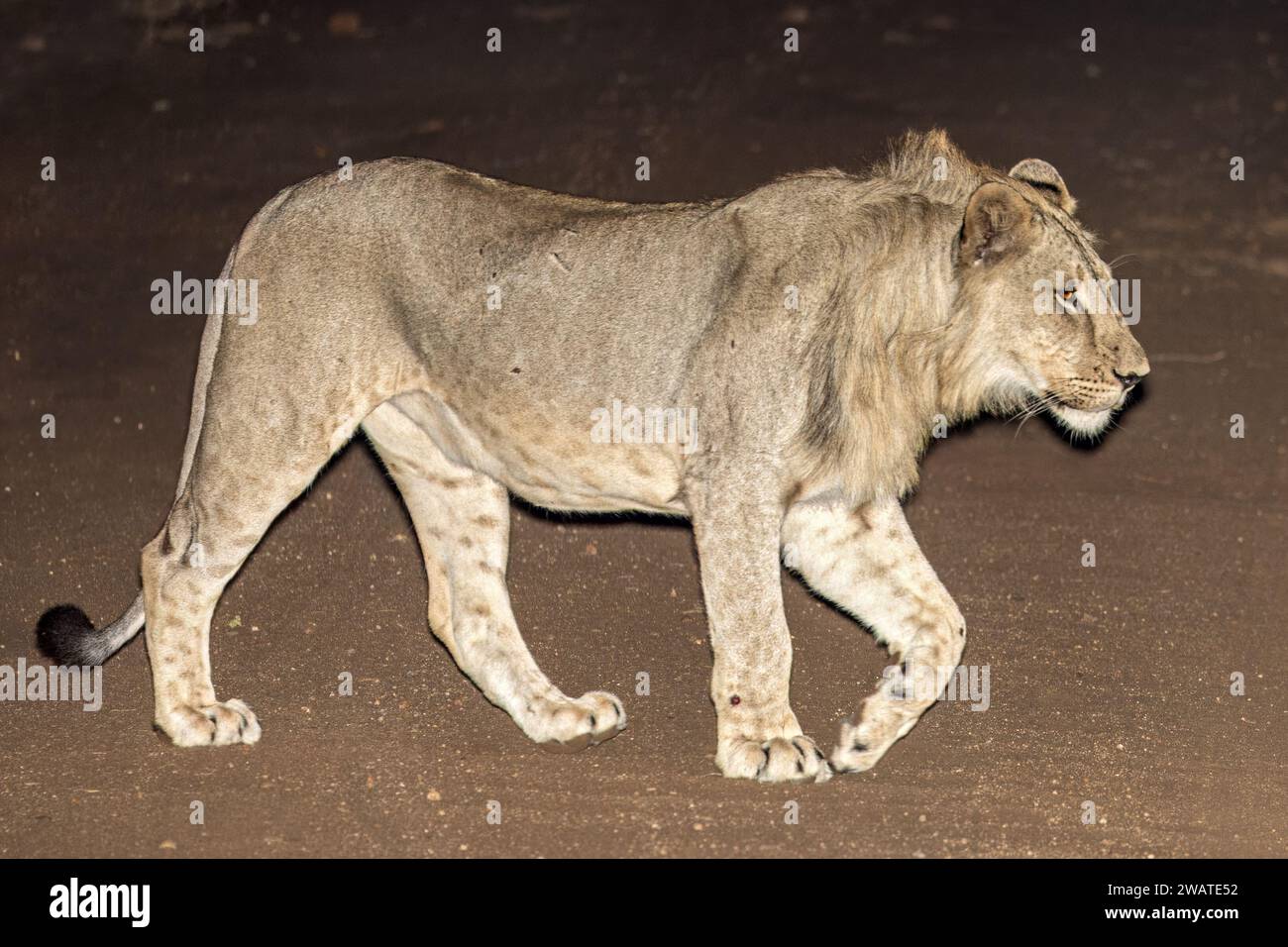 Male lion at night, Majete Wildlife Reserve, Malawi Stock Photo
