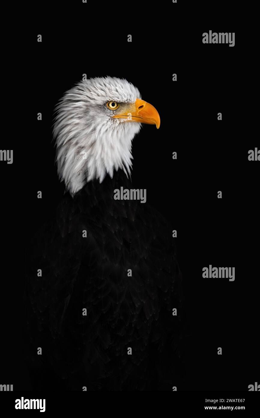 A close-up side-portrait of a bald eagle (Haliaeetus leucocephalus) black background, copy space, negative space Stock Photo