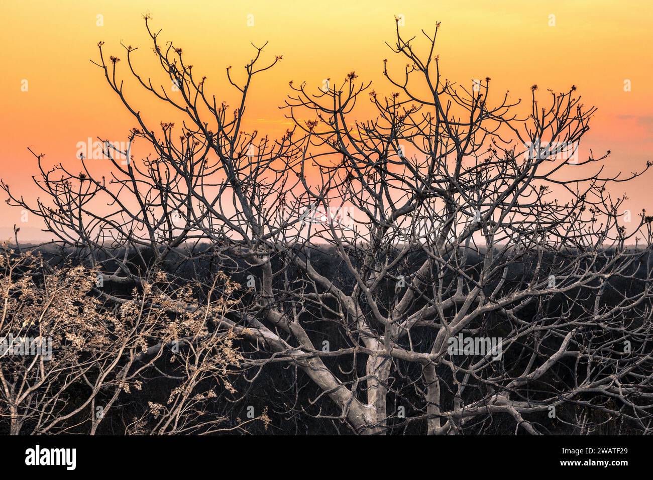 Dusk, Large-leaved Star-Chestnut tree, Majete Wildlife Reserve, MalawiMajete Wildlife Reserve, Malawi Stock Photo