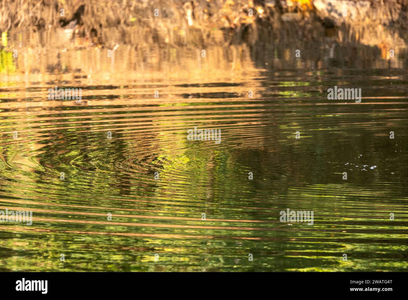 Ripples post Hippopotamus submerging, Bua river, Nkhotakota Wildlife Reserve, Malawi Stock Photo