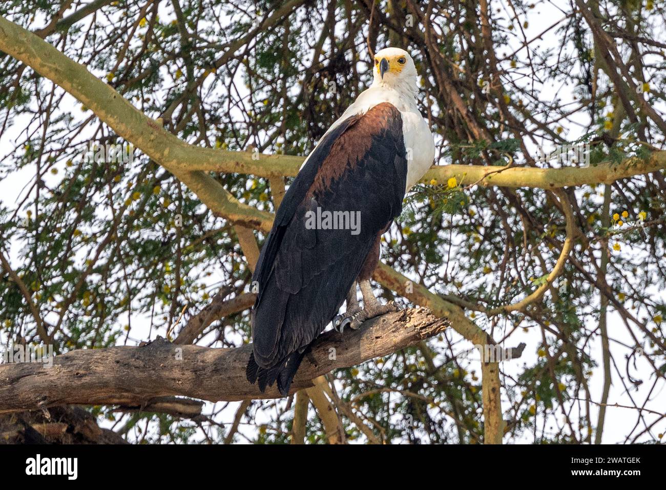 Afriican Fish Eagle, female, perched in a fever tree, Liwonde National Park, Malawi Stock Photo