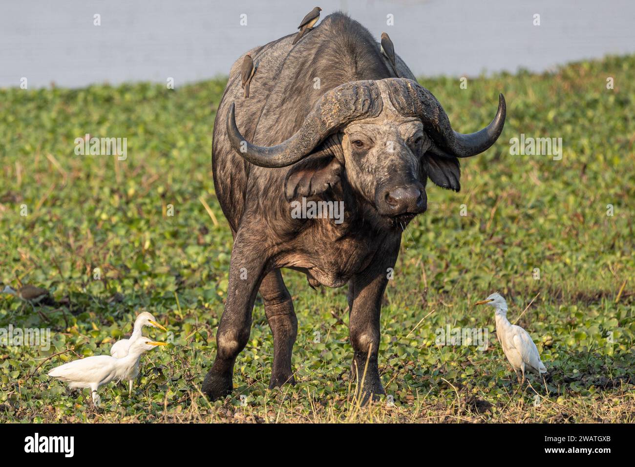 Ibis africa water buffalo hi-res stock photography and images - Alamy