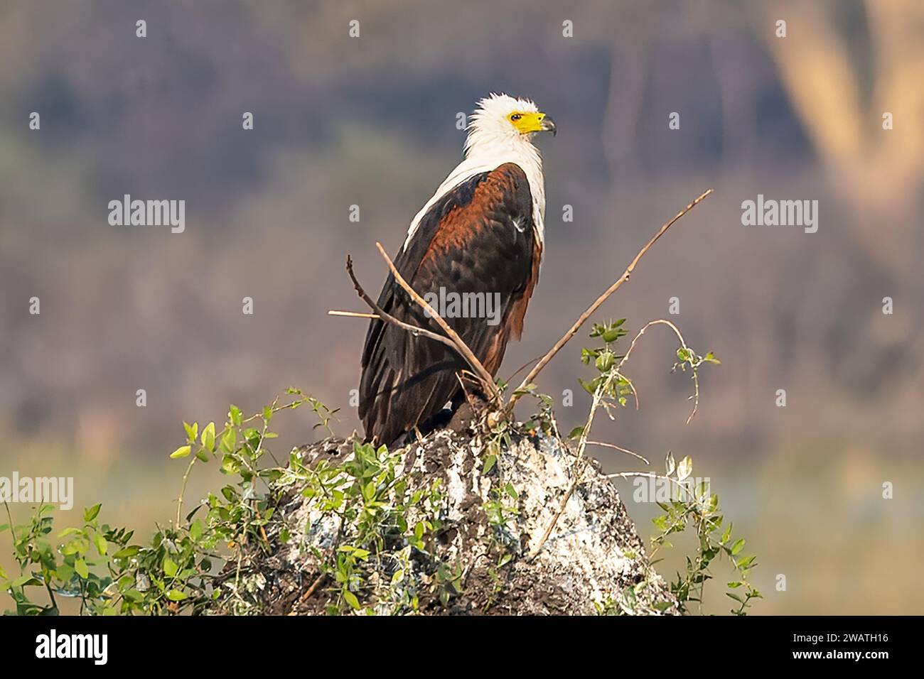 African Fish Eagle, male, perched on guano covered termite mound, Liwonde National Park, Malawi Stock Photo