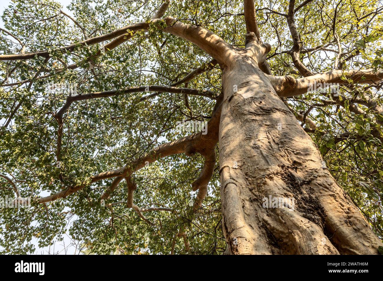 African Star-Chestnut,  aka Tick tree, Sterculia africana, Liwonde National Park, Malawi Stock Photo