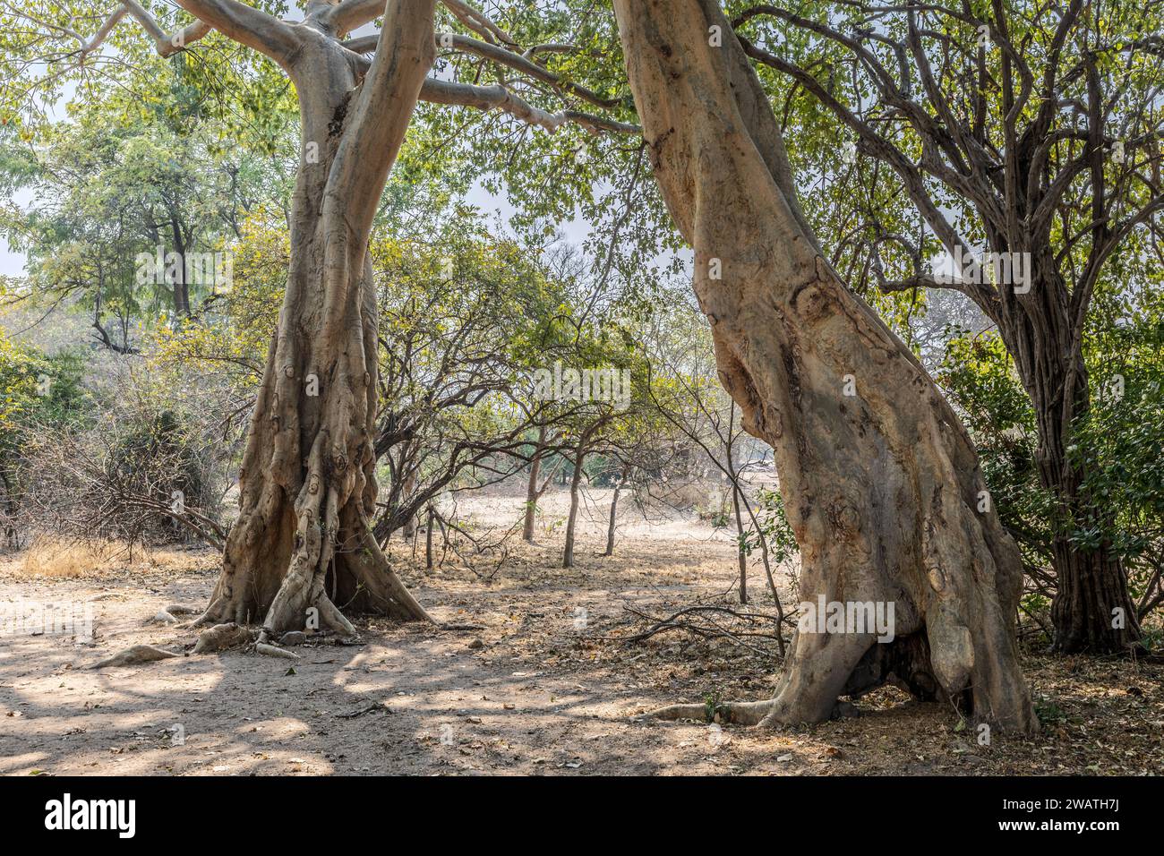 African Star-Chestnut,  aka Tick tree, Sterculia africana, Liwonde National Park, Malawi Stock Photo