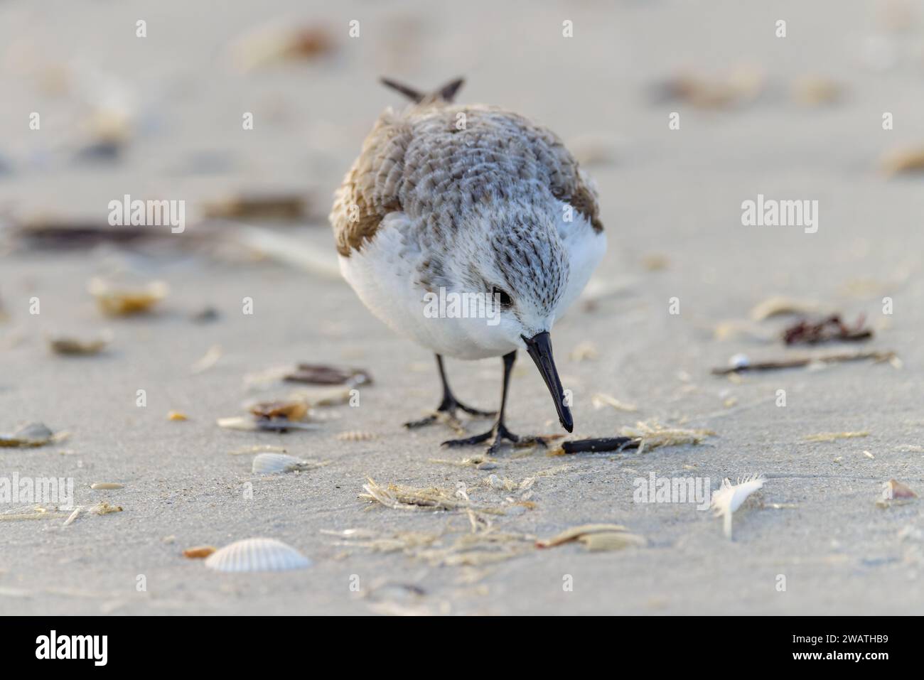 Shoreline Forager: Sanderling Scouring Coastal Beach for Food Amidst Scattered Sea Shells Stock Photo
