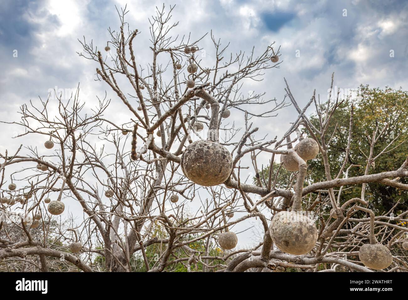 Tongakierie aka Tennis Ball tree,  Crateva kirkii, formerly Cladostemon kirkii, Liwonde National Park, Malawi. Favourite fruit of baboons & rodents. R Stock Photo