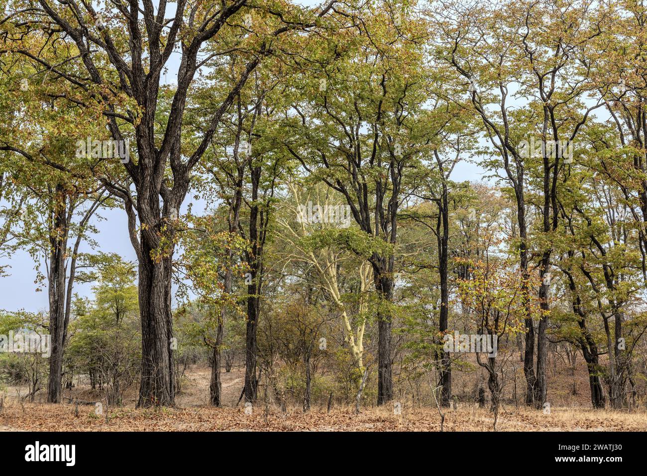 Mopani forest & Fever tree,  Liwonde National Park, Malawi. Mopani means butterfly due to leaf shape. Stock Photo