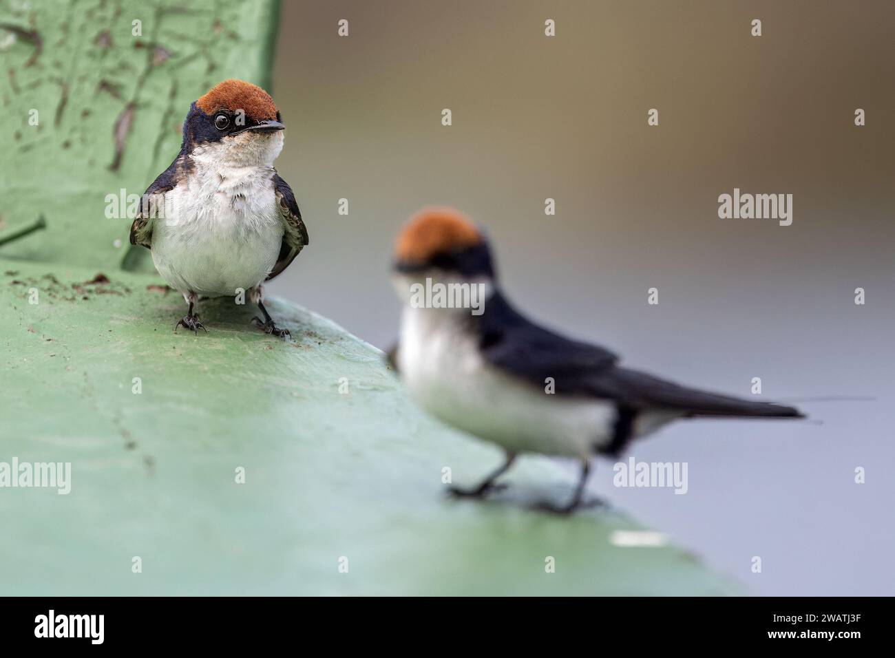 Wire-tailed Swallow on bow of boat, Shire river, Liwonde National Park,  Malawi Stock Photo - Alamy