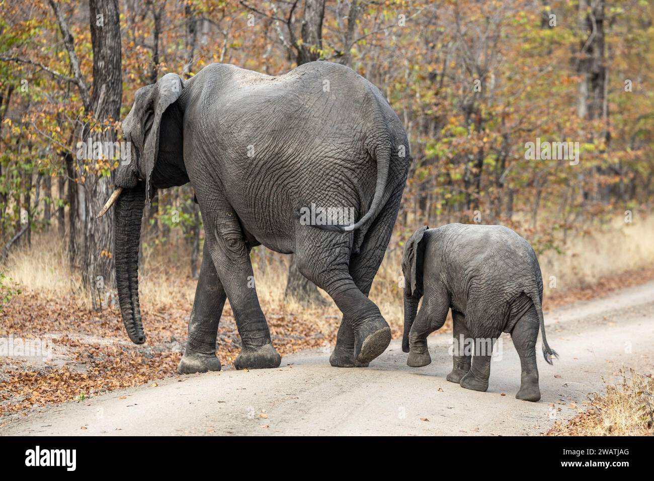 Elephants, mother & calf crossing track, Mopane woodland, Liwonde National Park, Malawi Stock Photo