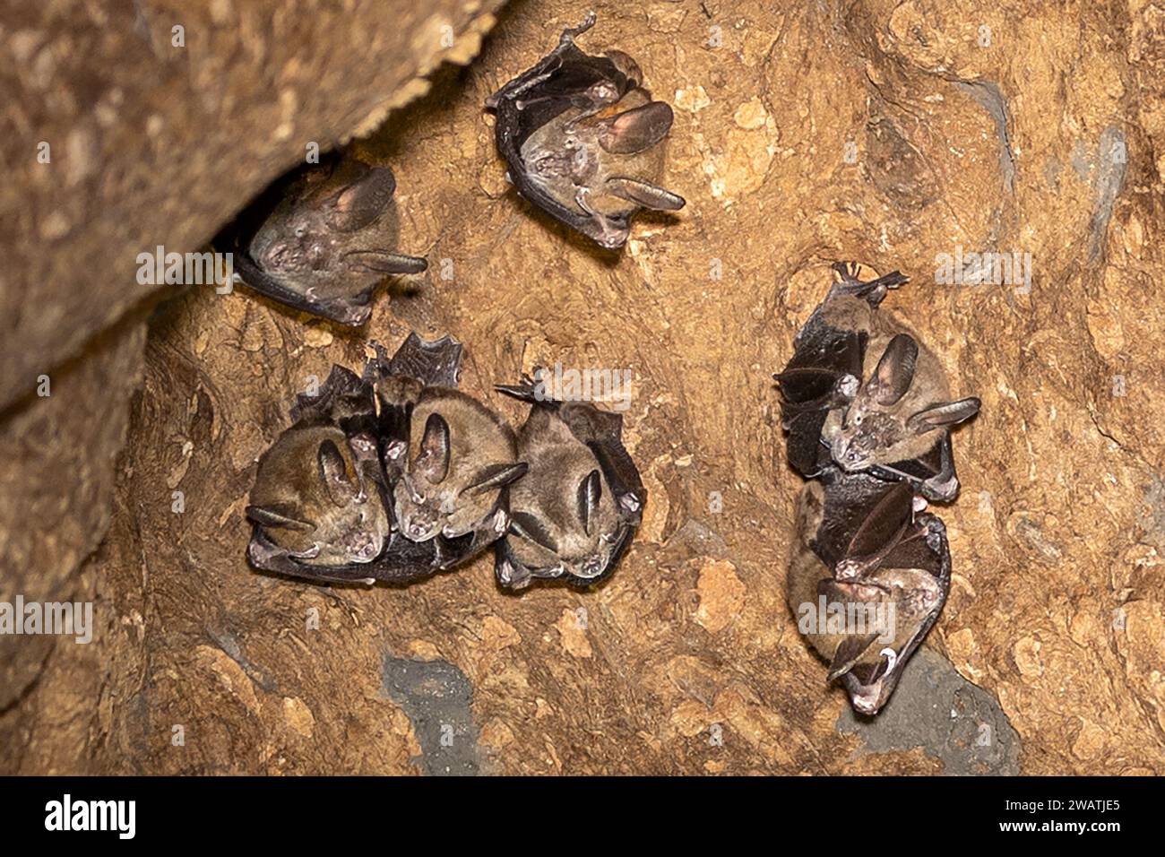 Large-eared slit-faced bats, Nycteris macrotis, colony, roost, inside decayed baobab by strangler fig, Liwonde National Park, Malawi Stock Photo