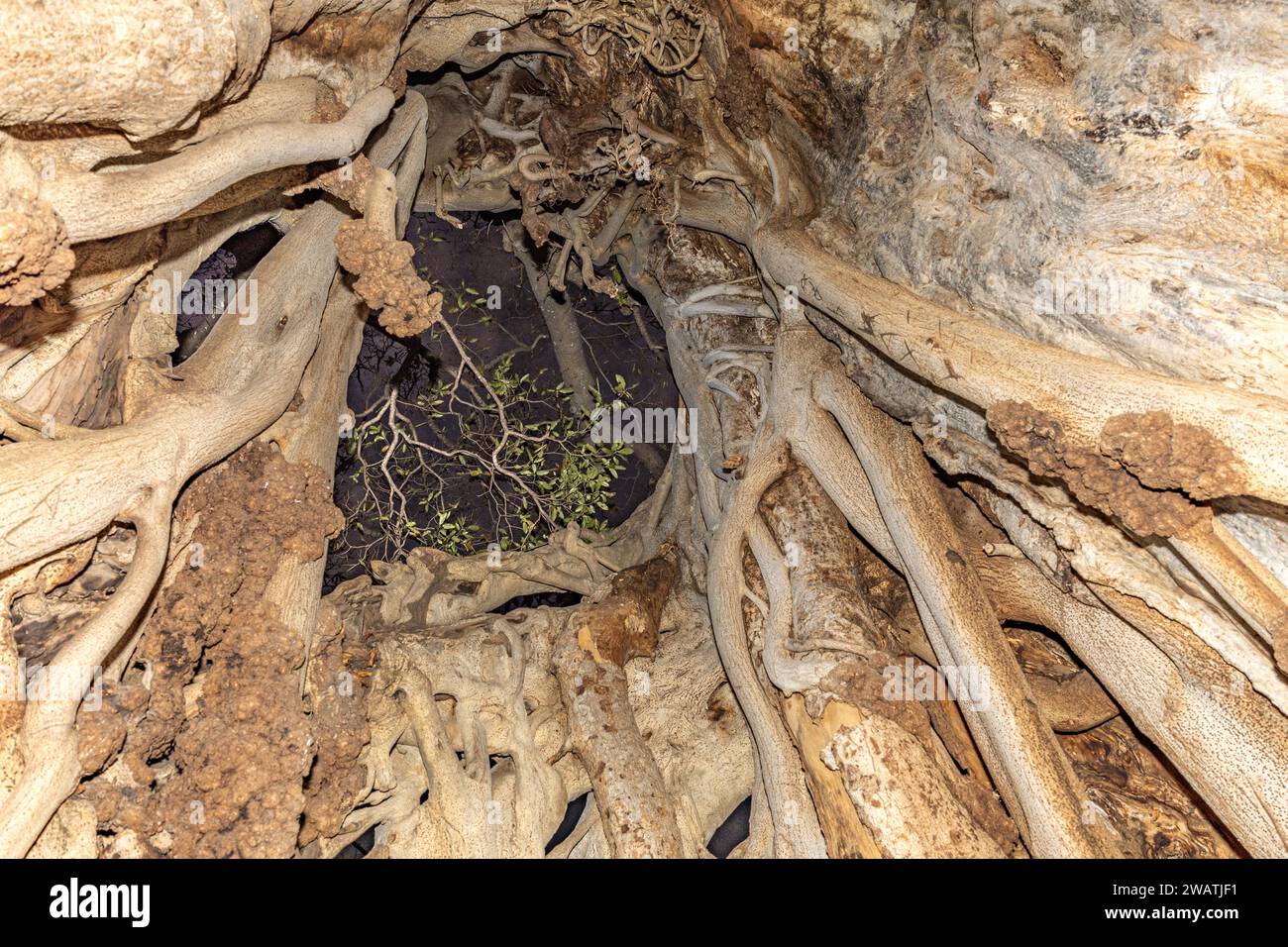 Exit/entrance for colony of Large-eared slit-faced bats, Nycteris macrotis, roost, inside decayed baobab by strangler fig, Liwonde National Park, Mala Stock Photo