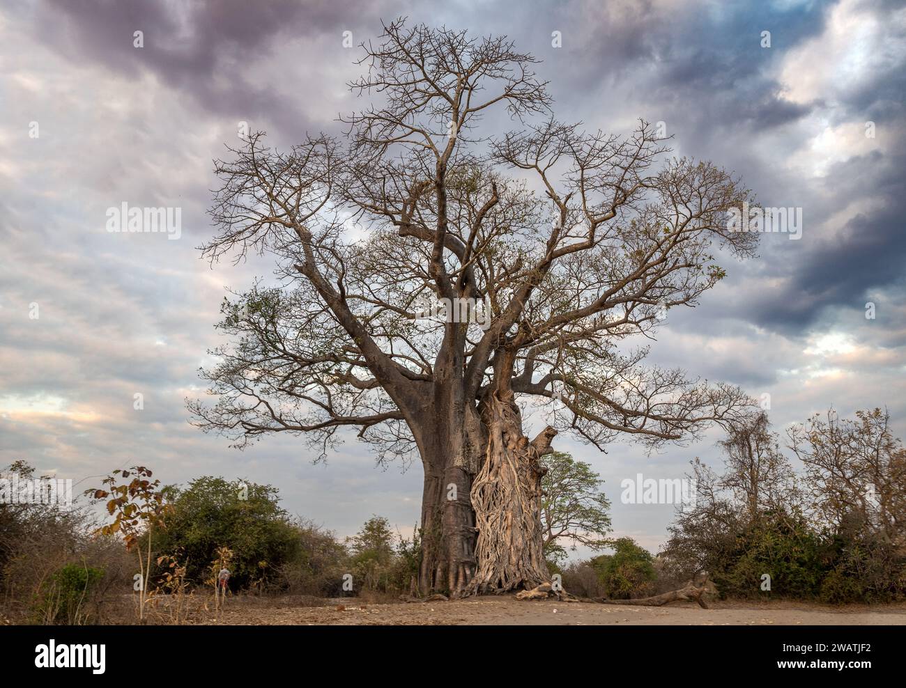 Dead Baobab tree killed by Strangler fig, Liwonde National Park, Malawi Stock Photo