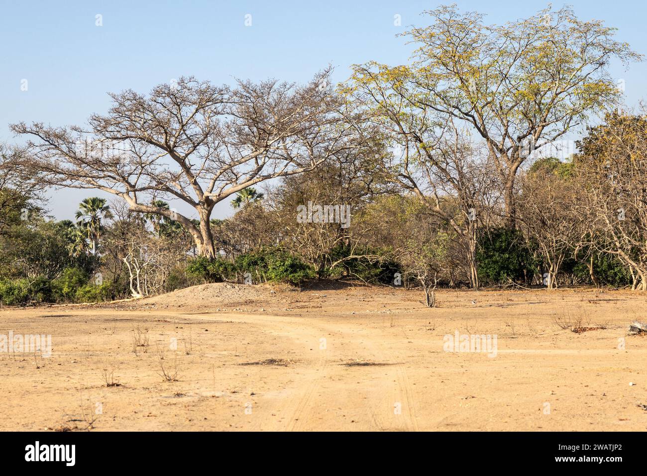 Mopani woodland, Liwonde National Park, Malawi. Mopani means butterfly due to leaf shape. Stock Photo