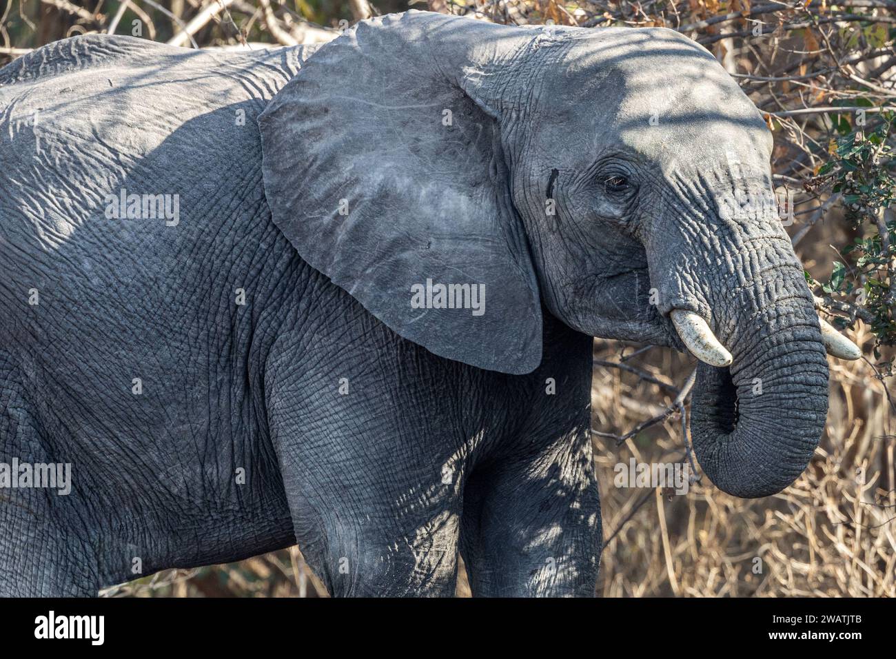 Female, Elephant, eating, mopane woodland, Liwonde National Park, Malawi Stock Photo