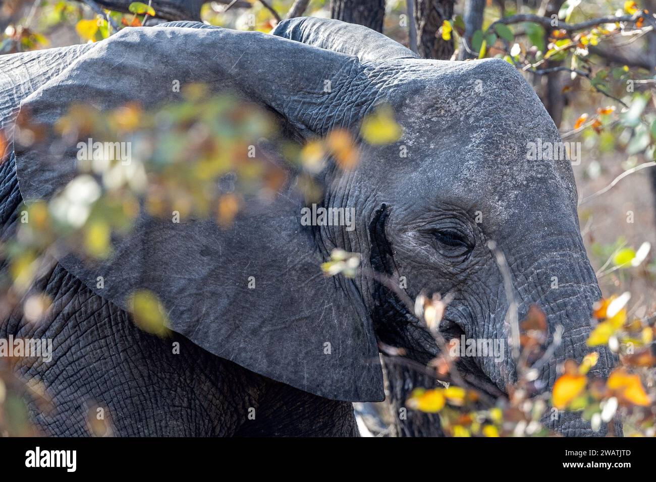 Elephant, female, temporal secretion, Mopane forest., Liwonde National Park, Malawi Stock Photo