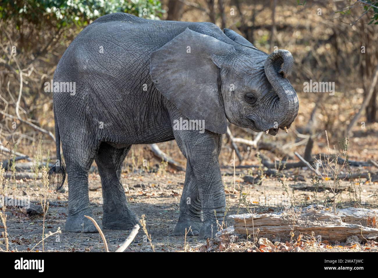 Elephant, infant, 2-3yo, mopani woodland, Liwonde National Park, Malawi Stock Photo