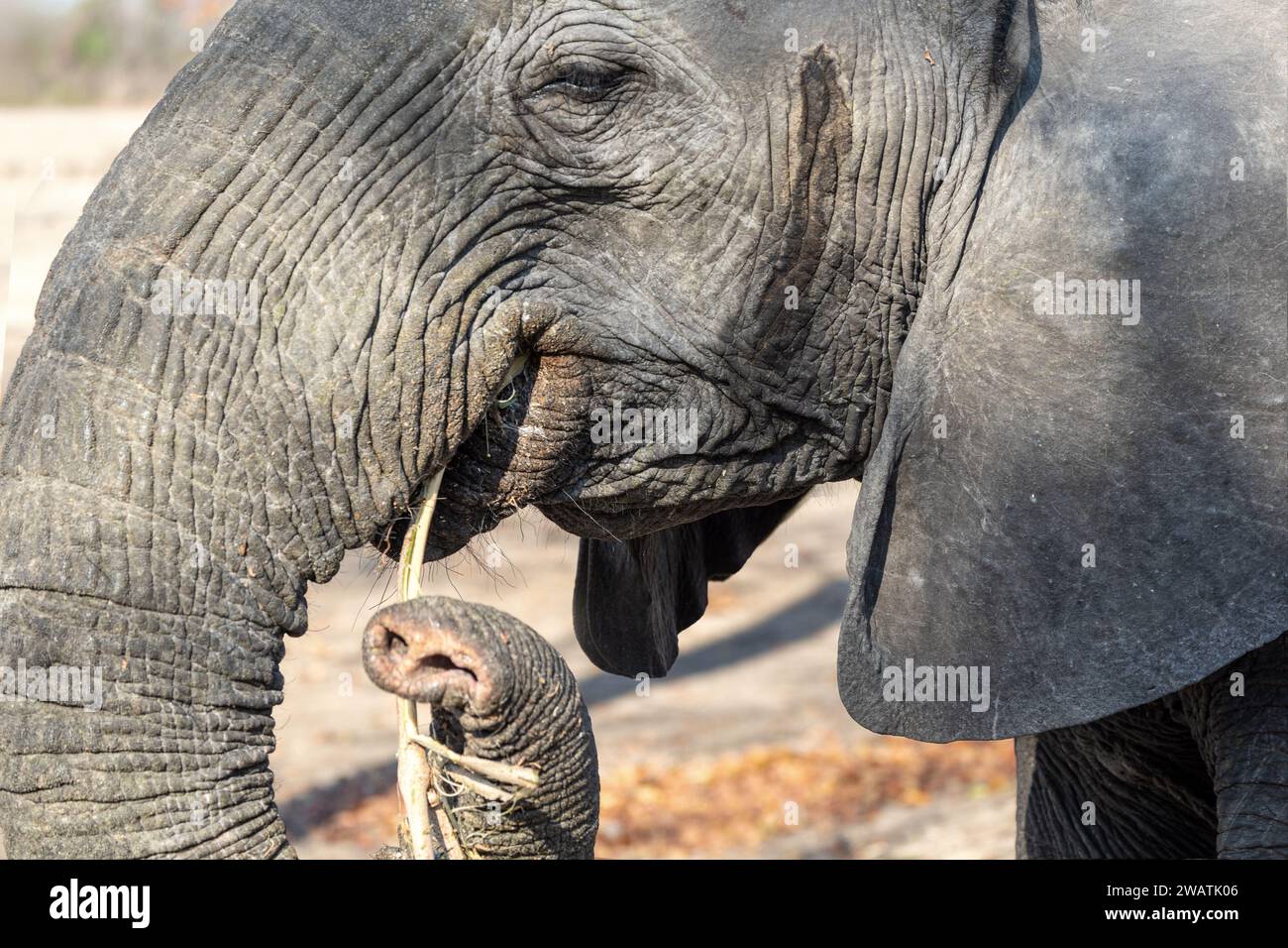 Elephant, female, eating, walking close-by, mopane woodland, Liwonde National Park, Malawi Stock Photo