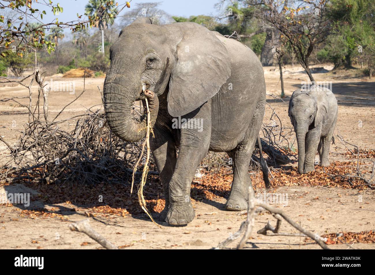 Elephants, mother ear-spreading, & calf, Mopane woodland, Liwonde National Park, Malawi Stock Photo
