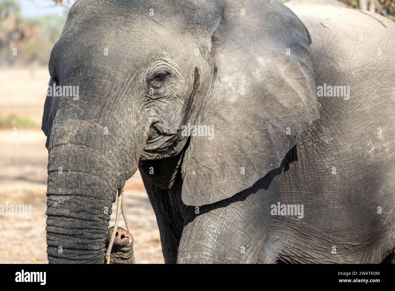 Elephant, female, eating, walking close-by, mopane woodland, Liwonde National Park, Malawi Stock Photo
