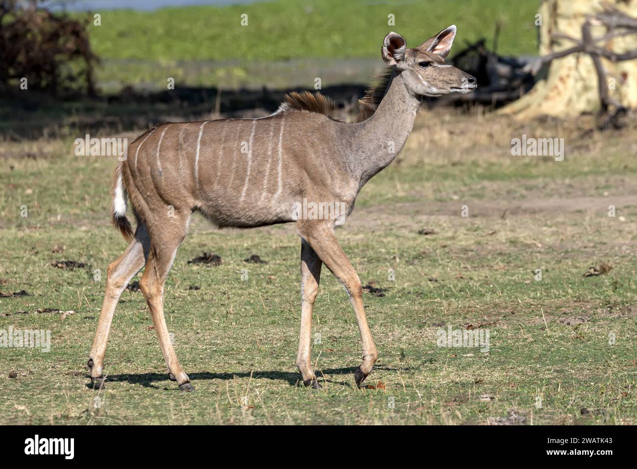 Female, Greater Kudu, Liwonde National Park, Malawi Stock Photo