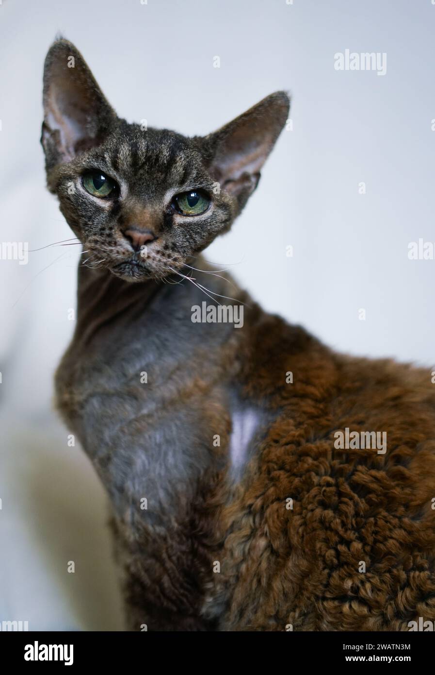 Young tabby Devon Rex cat Stock Photo - Alamy