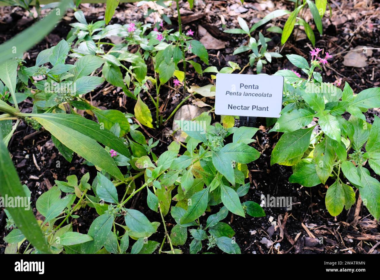 Label in a garden for Penta Lanceolata, a herbaceous perennial plant that grows flowers popular with bees, butterflies and hummingbirds; nectar plant. Stock Photo