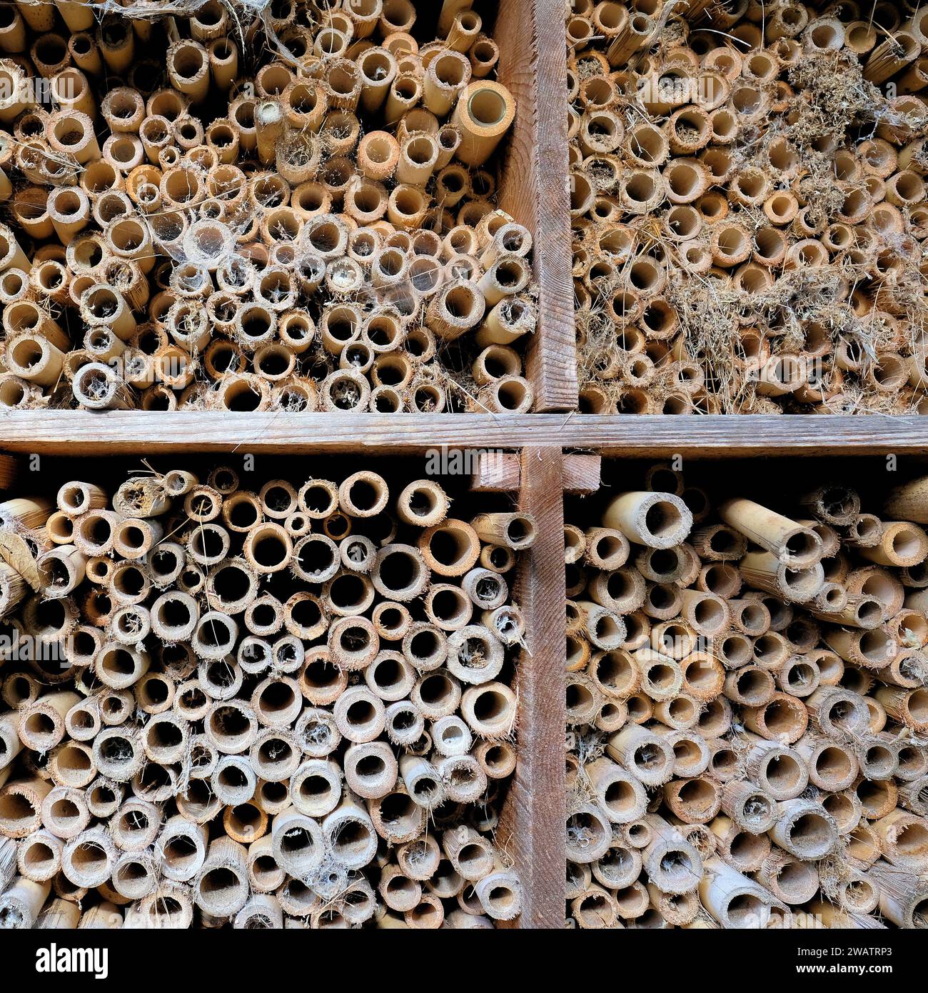 Close-up of an old abandoned bamboo beehive made to support bee populations and pollination, can be used for nesting and honey production. Stock Photo